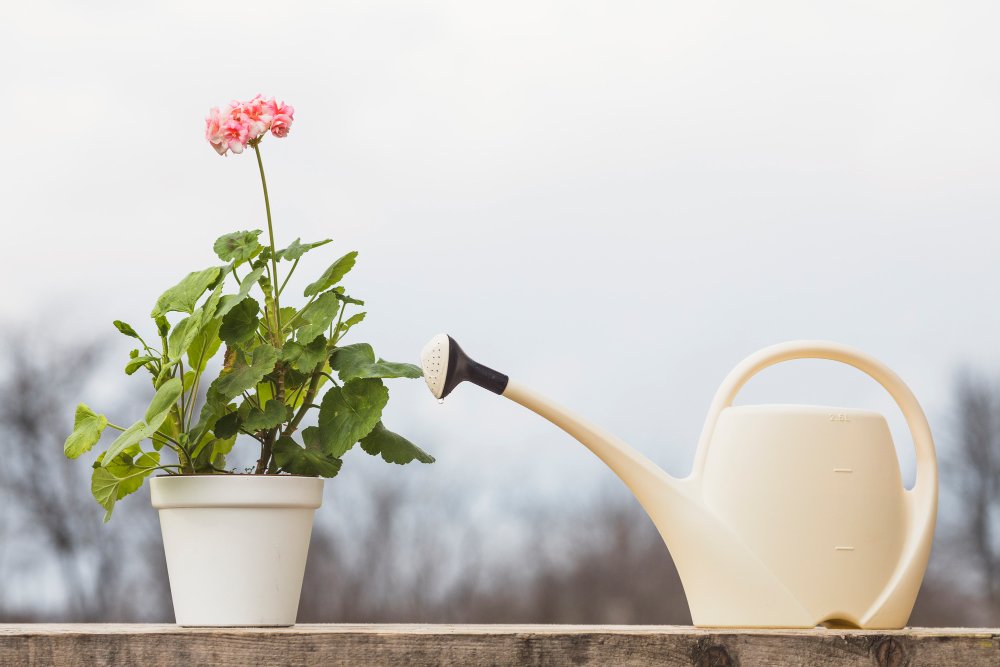 Compost tea and it's benefits