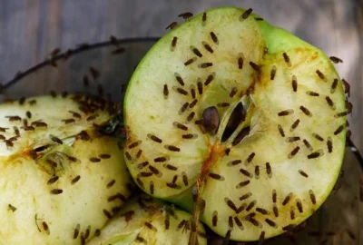 How-to-Control-Fruit-Flies-Feature