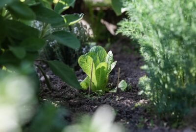 Plants-You-Can-Grow-from-Kitchen-Scraps