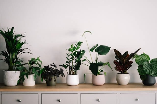 top 5 indoor plants
